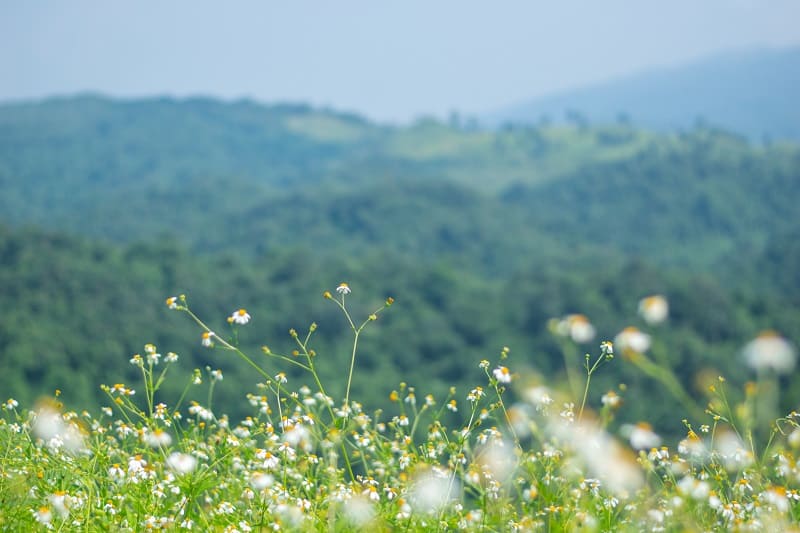 野草と山々の写真